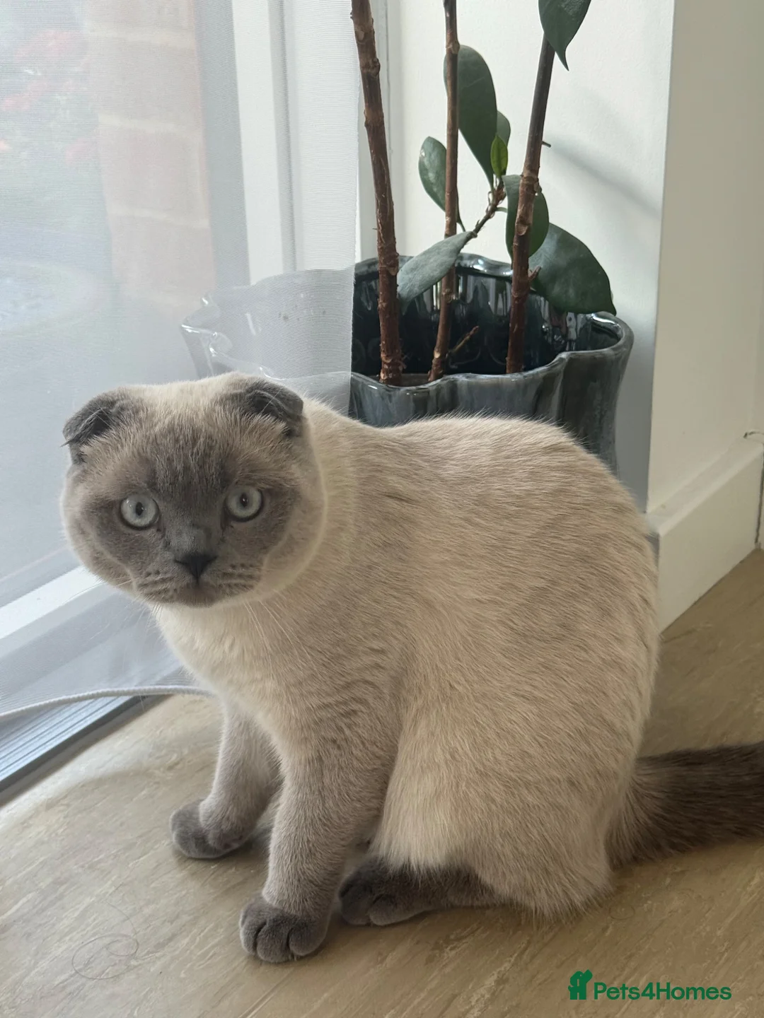 Scottish Fold cats for stud: Scottish fold  - Advert 2