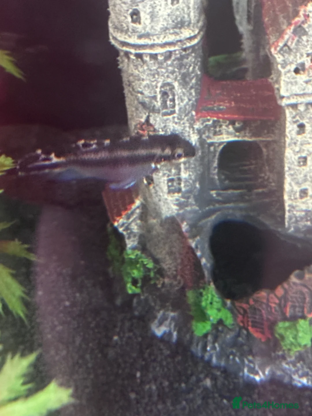 Cichlids fish for sale: Kribs - Kribensis  in Manchester - Advert 2