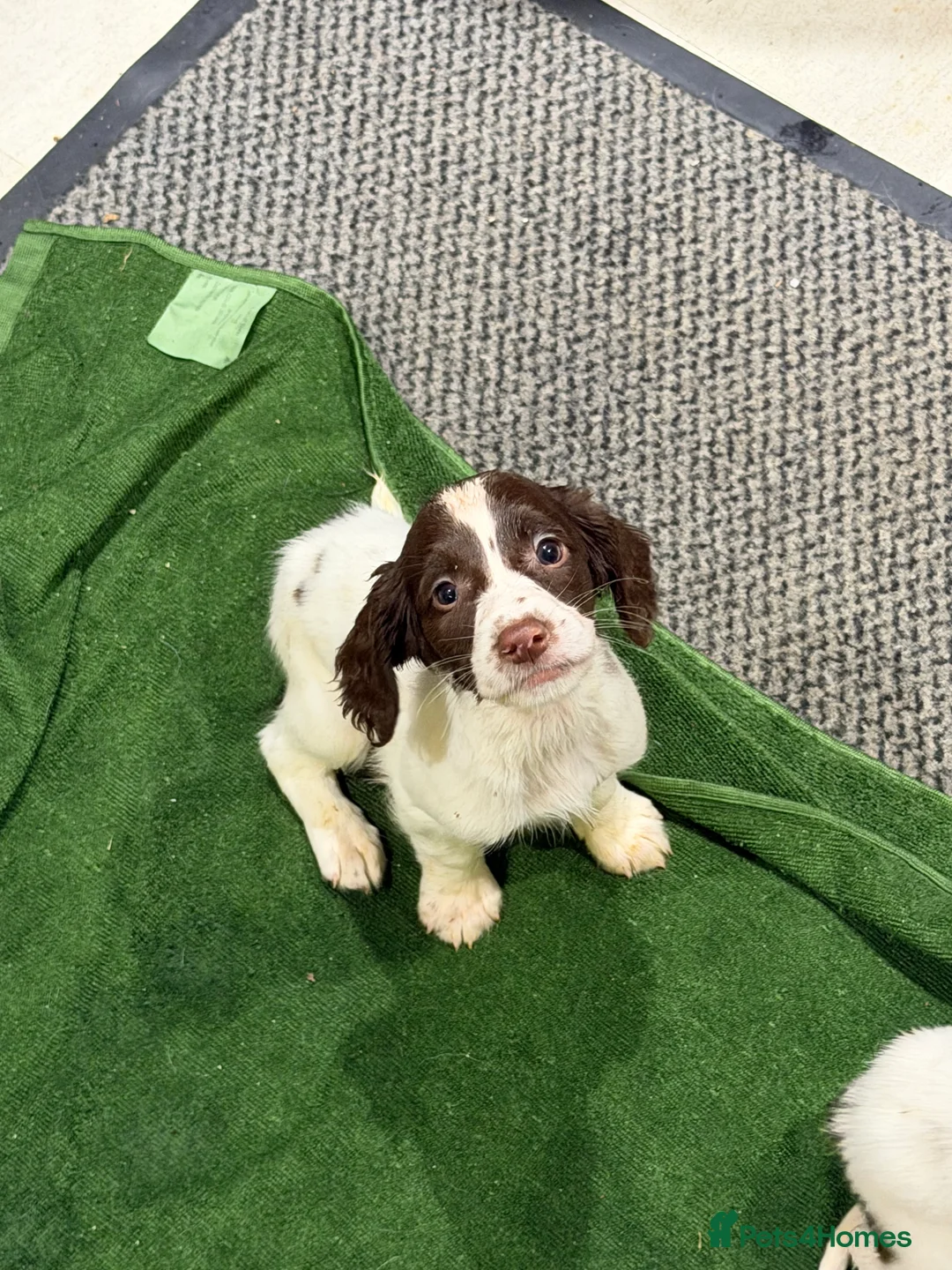 English Springer Spaniel dogs for sale: 8 week old English springer spaniel puppies  - Advert 2