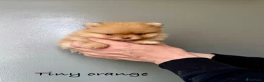 Tiny Orange 