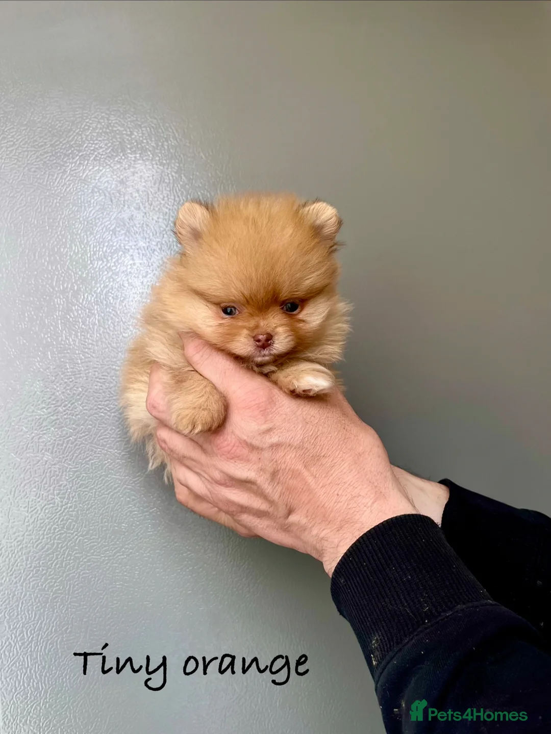 Pomeranian dogs for sale: 🔥🔝Show Class🐻Tiny🏆Championship  - Advert 28