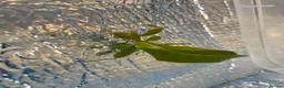 Stick Insects invertebrates for sale: 2 x leaf insects  - Advert 1