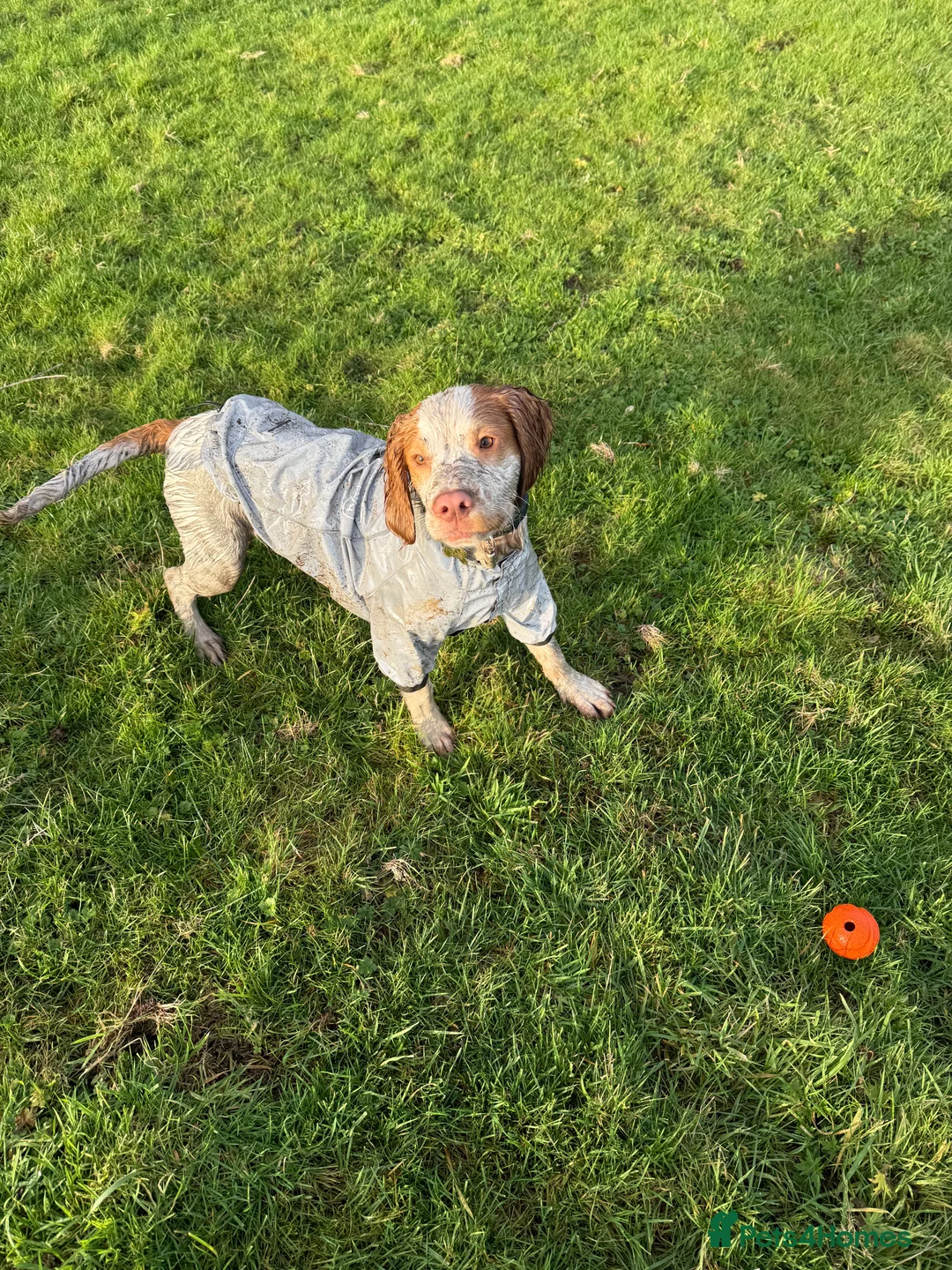 Cocker Spaniel dogs for sale: 7 month old working cocker spaniel  - Advert 3