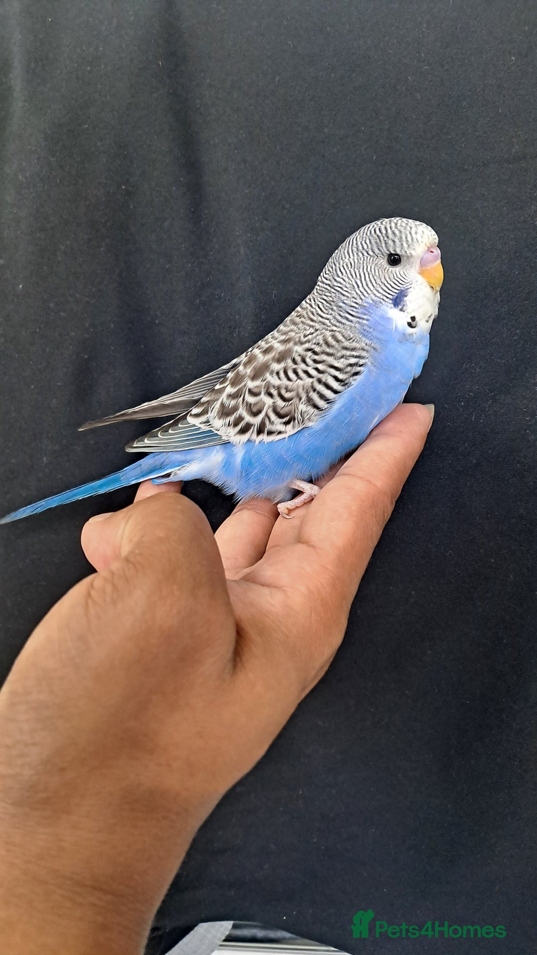Budgerigars birds for sale: Silly hand tamed baby budgies for sale  - Image 13
