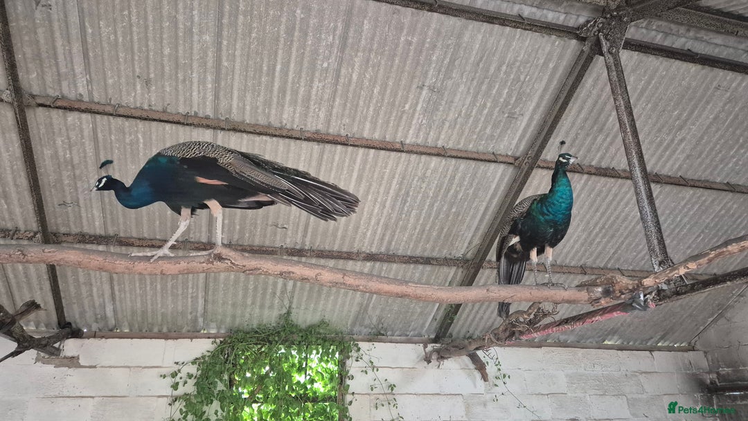Peafowl poultry for sale: Pair of male peacocks age 1 and 2 - Image 9