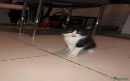 British Shorthair cats for sale: British Shorthair x Striped Tabby Kittens –2 Males - Image 14