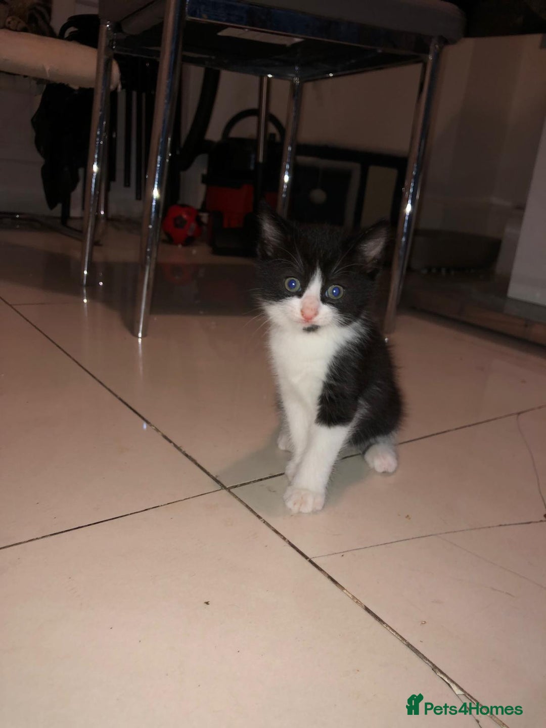 British Shorthair cats for sale: British Shorthair x Striped Tabby Kittens –2 Males - Image 14