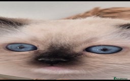 Ragdoll cats for sale: 4 Precious tica Ragdoll girls - Image 1