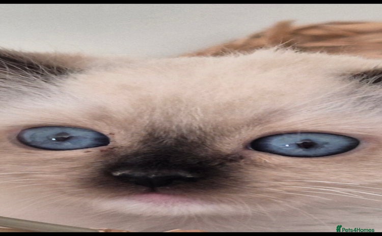Ragdoll cats for sale - Advert 1