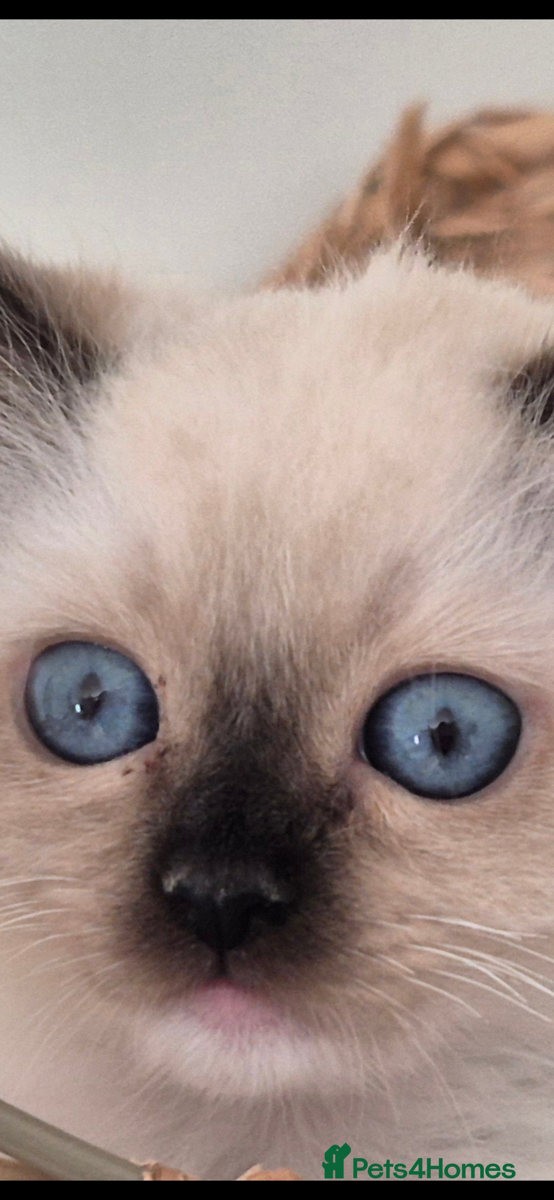 Ragdoll cats for sale: 4 Precious tica Ragdoll girls - Image 1