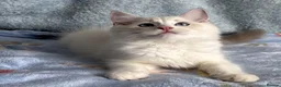 Ragdoll cats for sale: Beautiful Tica Register Kittens Ragdoll - Advert 21