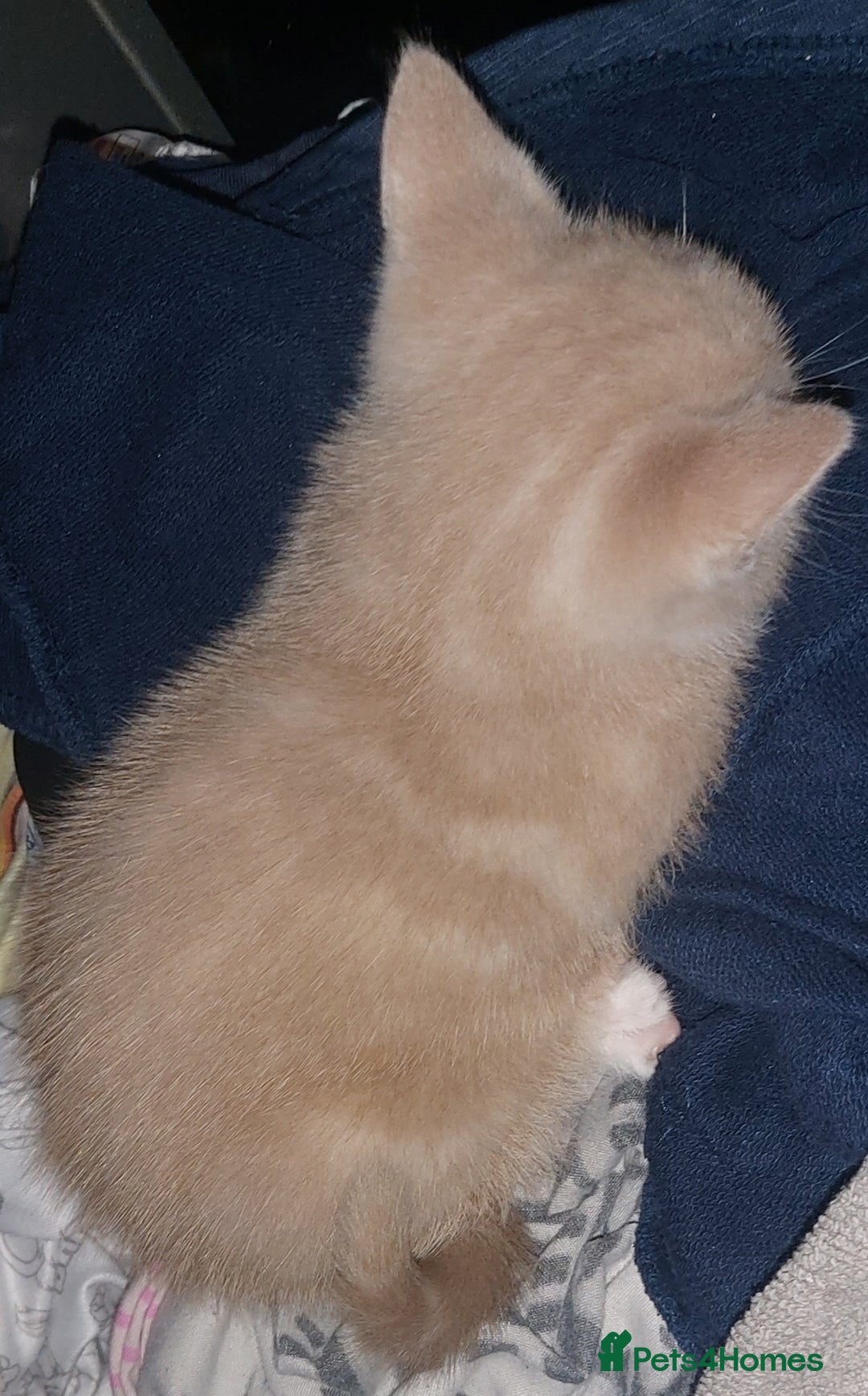 Mixed Breed cats for sale: 1 white, ginger and caramac kitten  - Advert 20