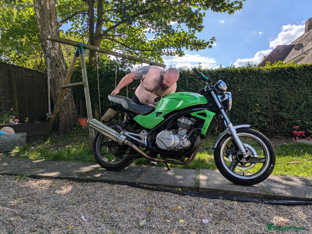 Great Dane dogs for sale: Great Dane  in Newcastle upon Tyne - Advert 8