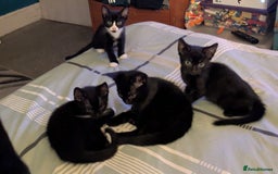 Mixed Breed cats for sale: Kittens - Image 1