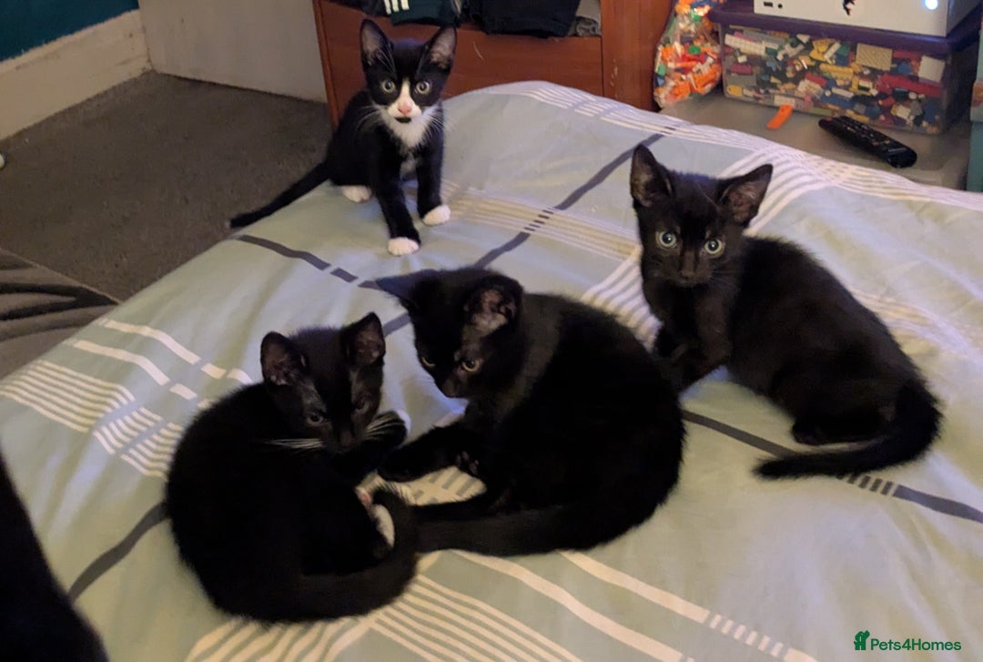 Mixed Breed cats for sale: Kittens - Image 1