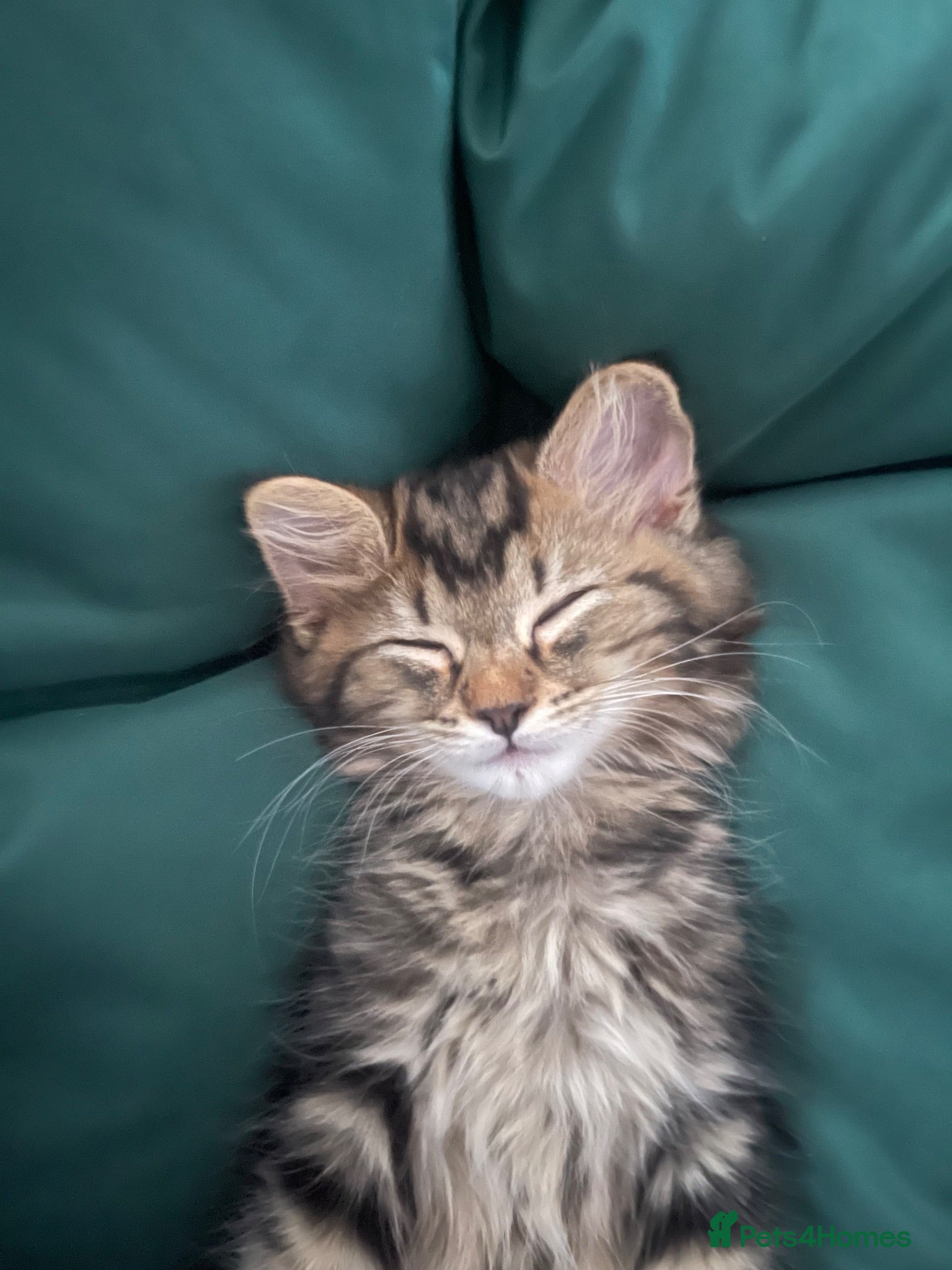 Turkish Angora cats Turkish angora mix kittens  - Advert 15
