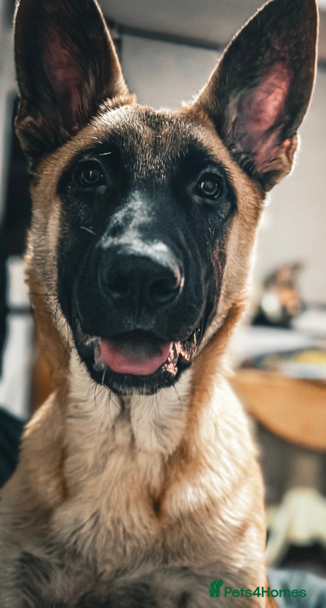 Mixed Breed dogs for sale: Texas - Advert 2