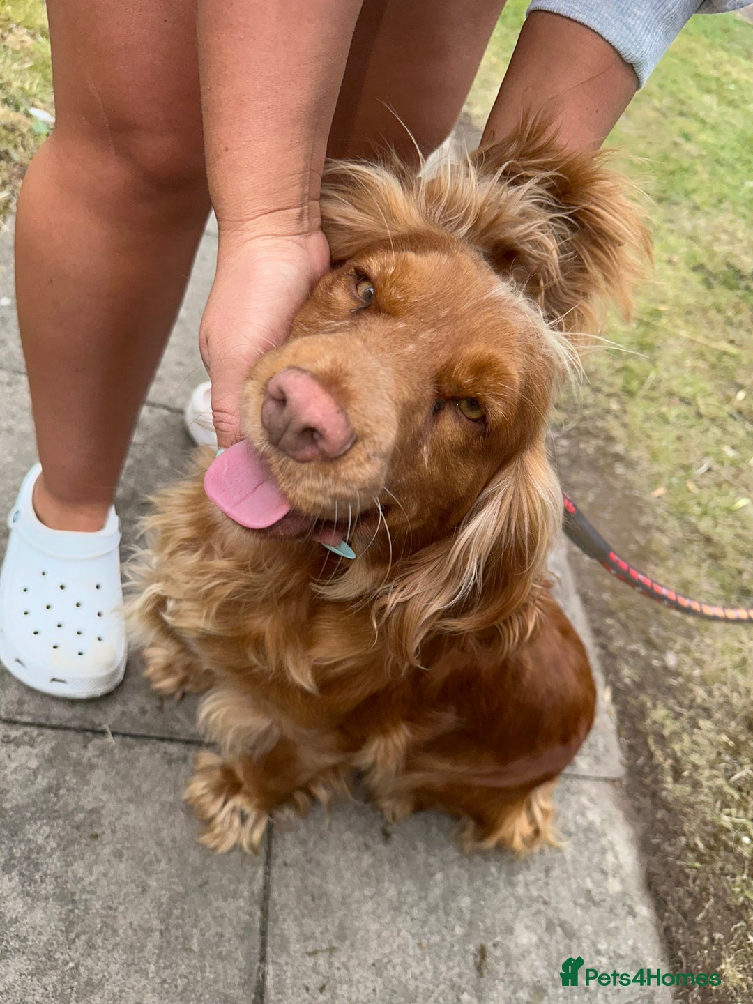 Mixed Breed dogs for sale: Golden Cocker Spaniel Female - Image 2