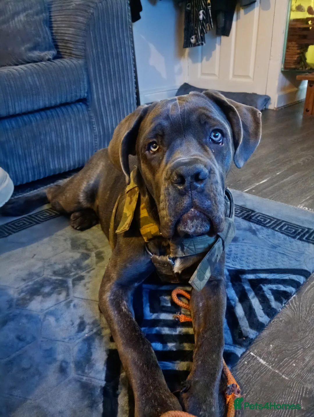 Cane Corso dogs for sale: Cane corso 6 months old 900 ono - Advert 1