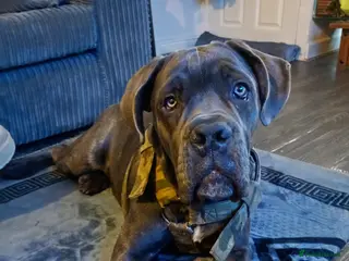 Cane Corso dogs Cane corso 6 months old 900 ono - Advert 12