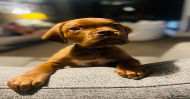 Dogue De Bordeaux dogs - Advert 6