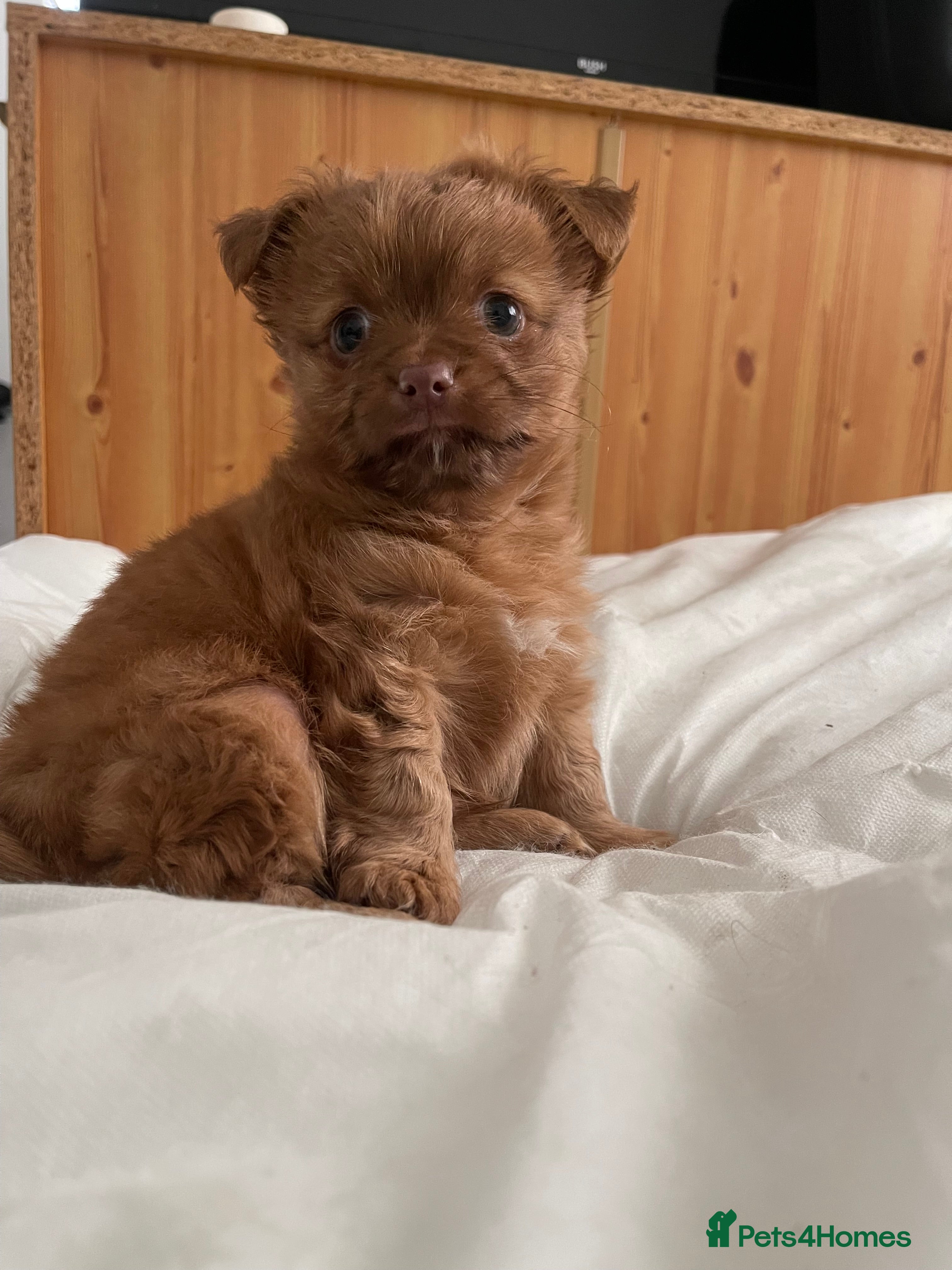 Pomchi dogs 9 Week old Male Pomchi - Advert 1