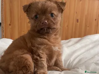 Pomchi dogs 9 Week old Male Pomchi - Advert 11