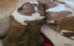 Saint Bernard dogs for sale: 6th Generation St Bernard KC Reg puppies - Image 5