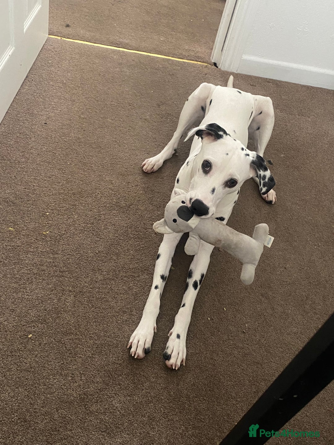 Dalmatian dogs for sale: 1 year old Dalmatian  - Advert 8