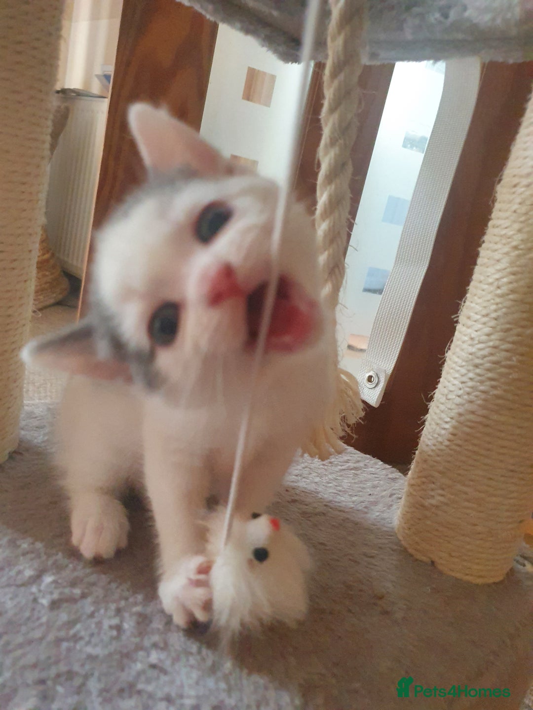 Mixed Breed cats for sale: 2 Beautiful Little Kittens - Image 3