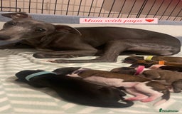 Whippet dogs for sale: 6 Stunning KC Pedigree Whippet Puppies - Image 20