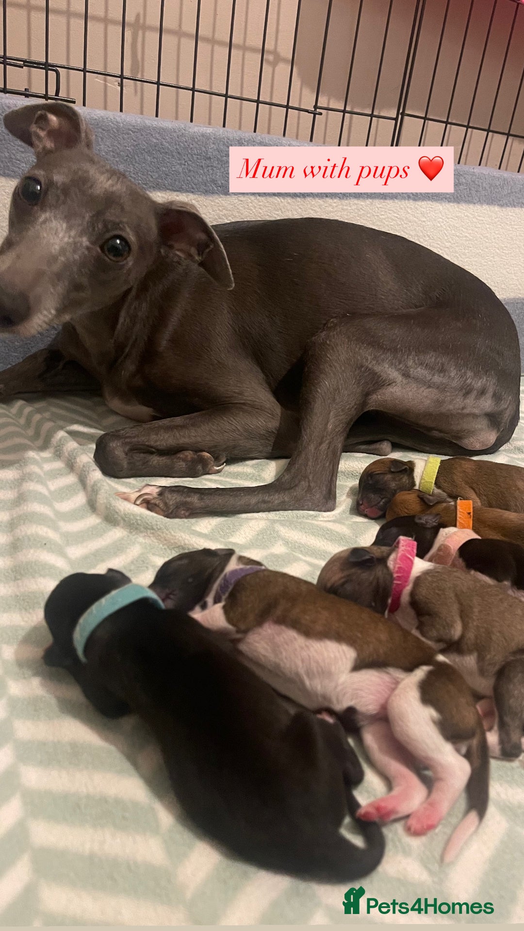 Whippet dogs for sale: 6 Stunning KC Pedigree Whippet Puppies - Image 20