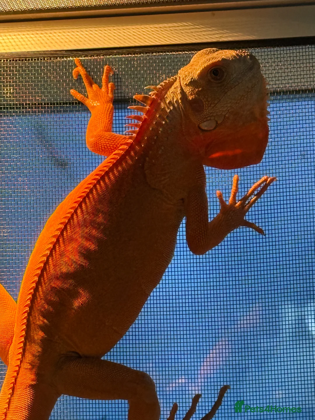 Iguana reptiles for sale: T Albino Iguana Male  - Advert 2