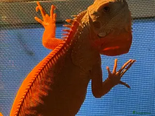 Iguana reptiles T Albino Iguana Male - Advert 13