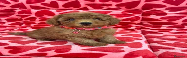 Toy Poodle 2