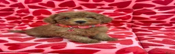 Toy Poodle dogs for sale: KC Registered Red Toy Poodle Boys  - Advert 7