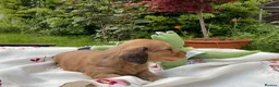 Miniature Dachshund dogs for sale: GORGEOUS KC reg PRA CLEAR MINI DACHSHUND PUPPIES in Swansea - Advert 17