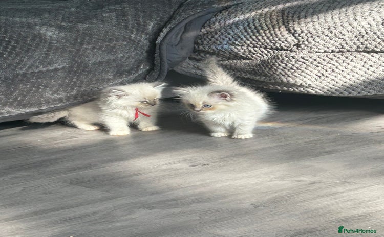 Ragdoll cats - Advert 2