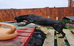 Labrador Retriever dogs for sale: Labrador puppies - Image 1