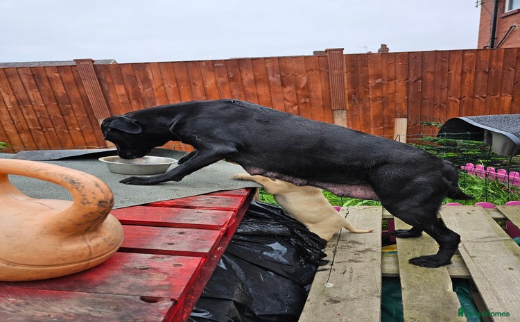 Labrador Retriever dogs - Advert 3