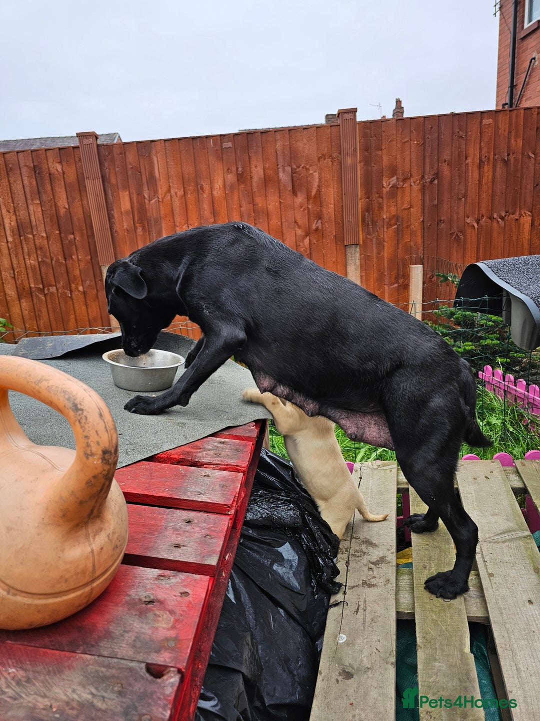 Labrador Retriever dogs for sale: Labrador puppies - Image 1