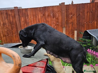 Labrador Retriever dogs - Advert 11