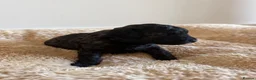 Miniature Poodle dogs for sale: 🖤 🐾 Perfect Poodle Puppies 🐾 🖤 - Advert 3