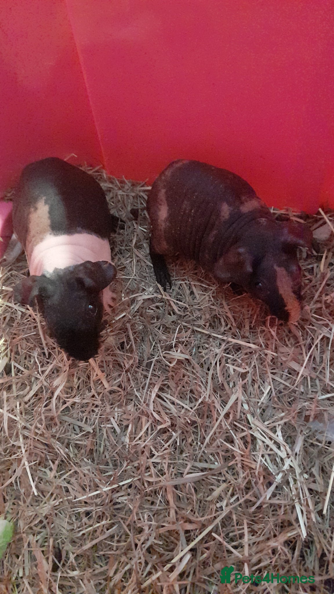 Guinea Pig rodents   Gorgeous skinny pigs - Advert 13