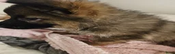 German Shepherd dogs for sale: Long haired German shepherd pups  - Advert 15