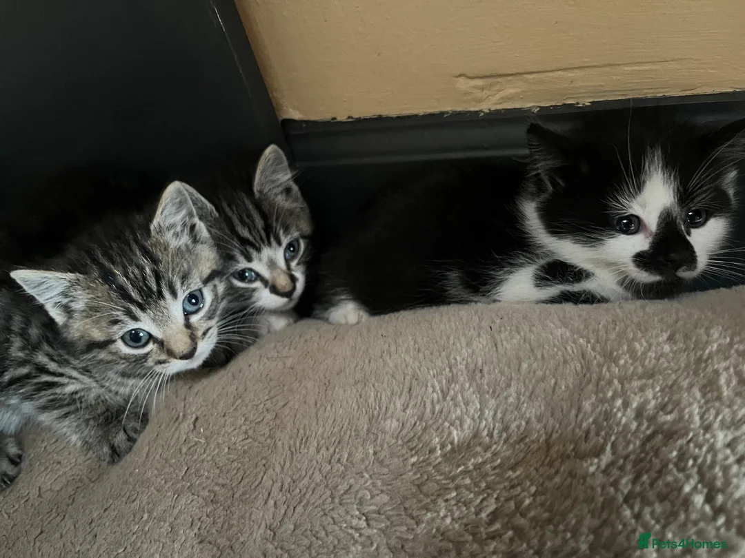Mixed Breed cats for sale: 2 male & 2 Female kittens  - Advert 11