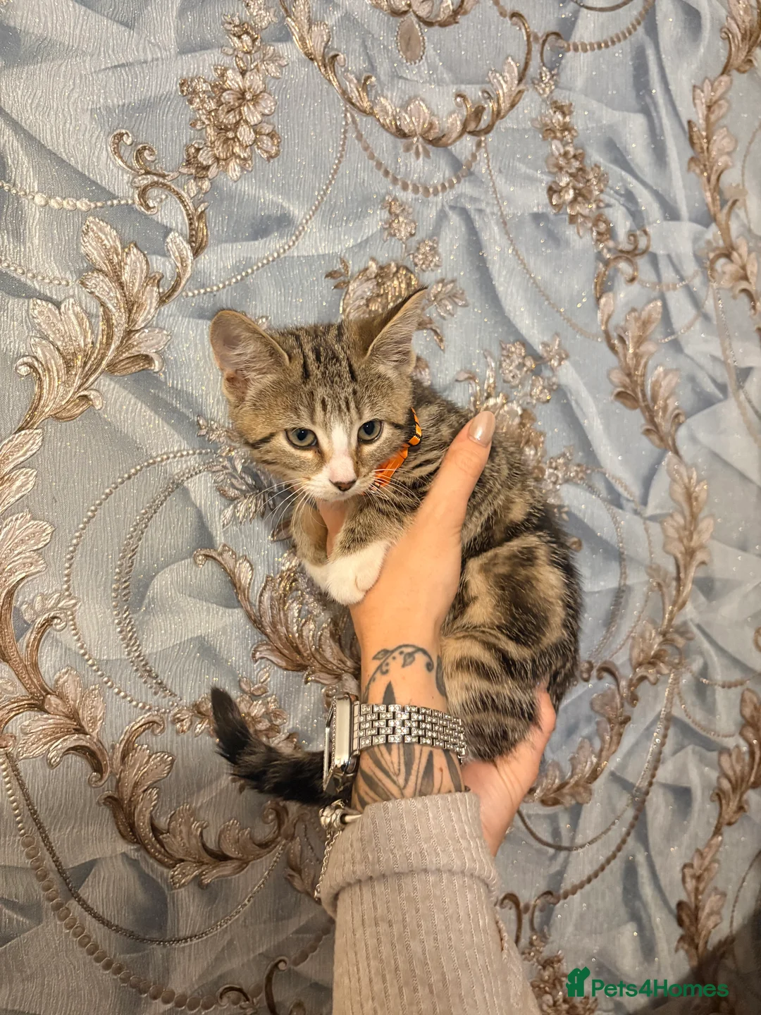 Mixed Breed cats for sale: 5 kittens for sale all with amazing personalities  in Birmingham - Advert 2
