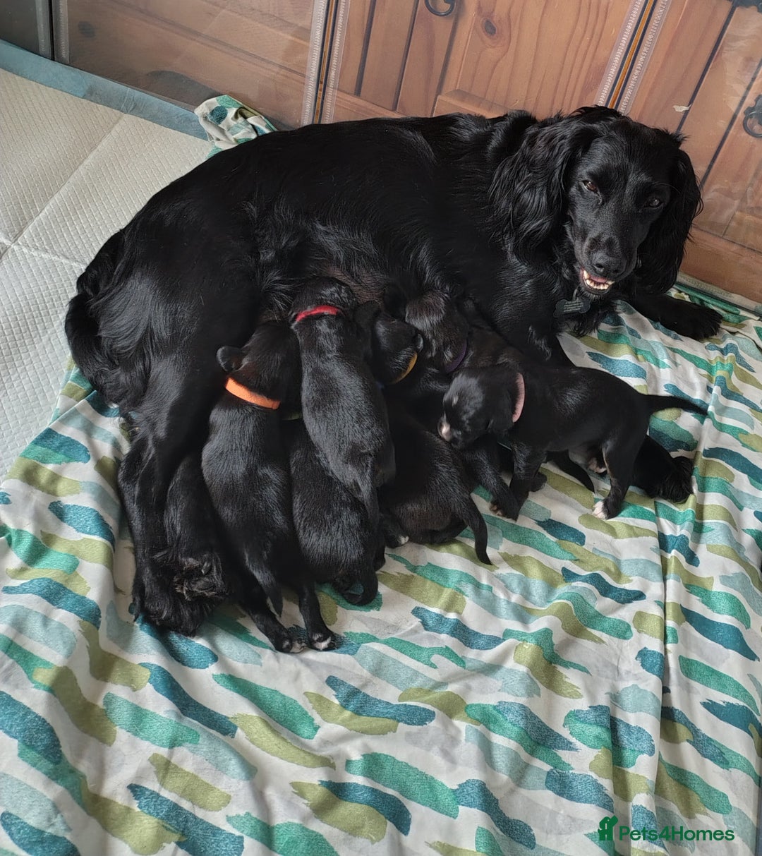 Mixed Breed dogs for sale: READY!! Sprocker jack pups + free bag in Hereford - Image 13