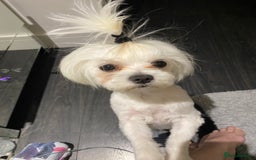 Maltese dogs for sale: KC Reg Korean Maltese girls - Image 12