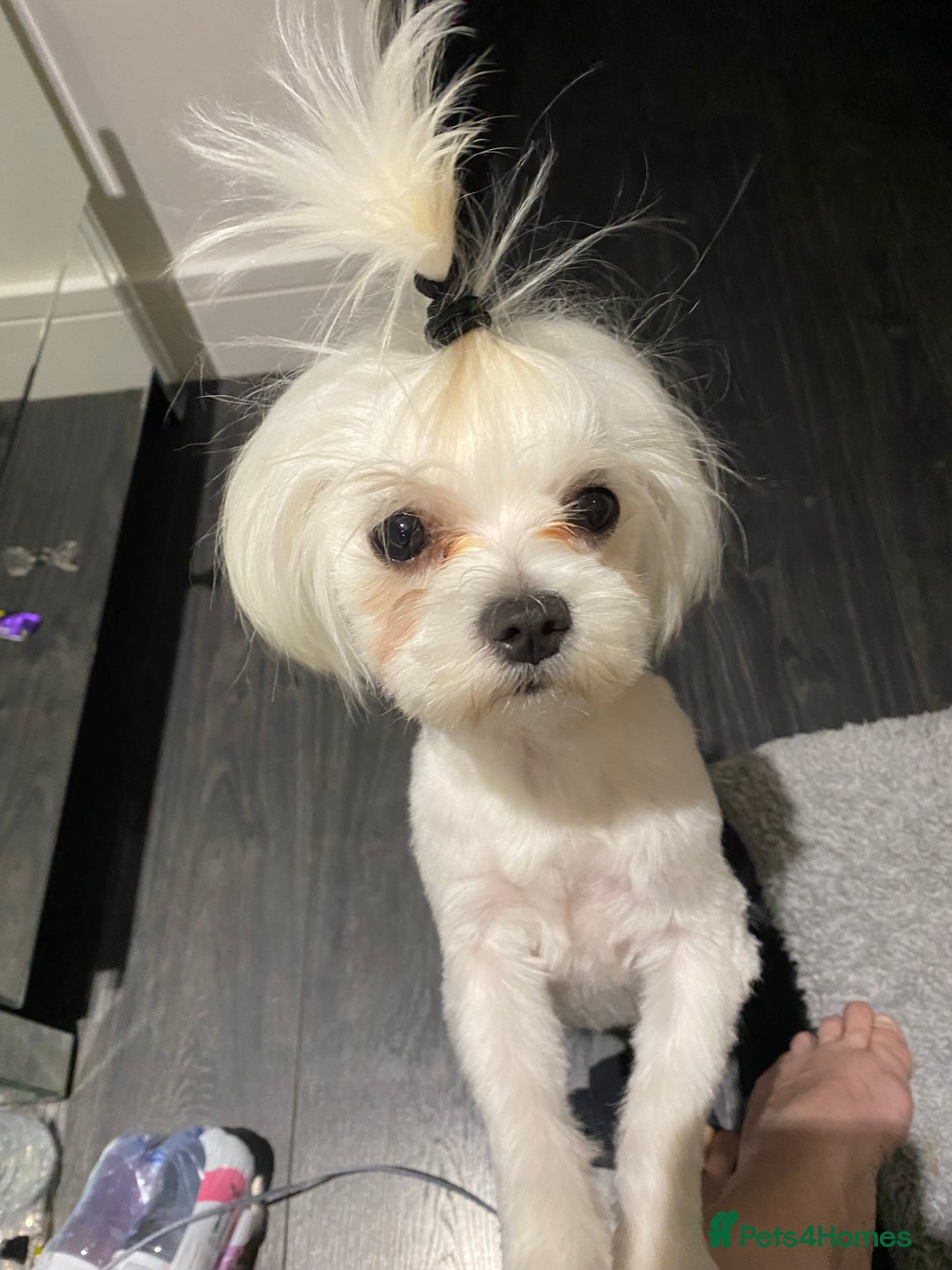 Maltese dogs for sale: KC Reg Korean Maltese girls - Image 12